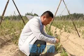 他在济南黄河滩区种山药，年产300万斤、收入900万元图片