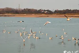今年海鸥格外多！春风里与海鸥来一场约会吧图片