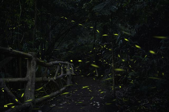 萤火虫迎来最佳观赏期，青神县四大环节升级！观赏指南来了