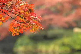 一个重要提醒：本月起，西湖景区出行有变化！图片