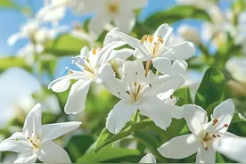 我真的~真的~真的好想和你一起出去玩！图片