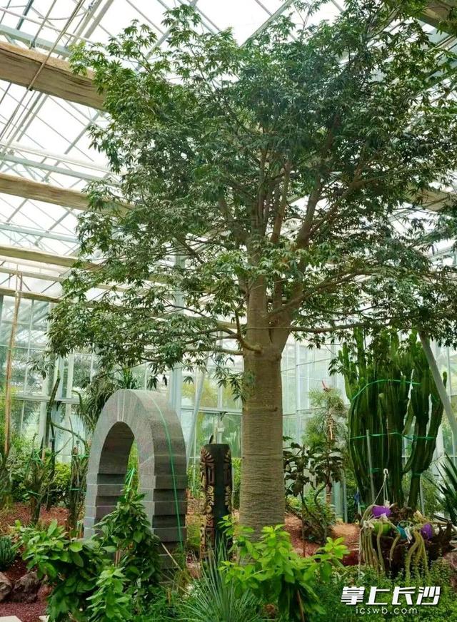 省植物园天际苑免费向教师开放，明天最后一天