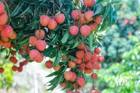 寻“荔”到镇①丨阳江儒洞镇，为何被称为荔枝“品种博物馆”图片