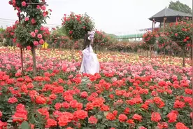 来南阳，赴一场月季花事图片