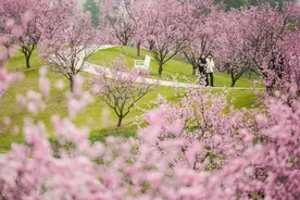 赏花来金山！美人梅、郁金香花开成海，18个小岛组成了“巨幅花田”……图片