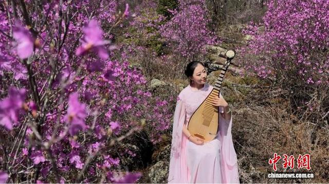 “中国林都”伊春：火山岩上杜鹃花开 “撞色”美景醉游人