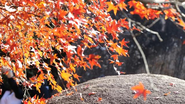 不必北上也能赏红叶？厦门这处打卡点火了！园方紧急提醒→