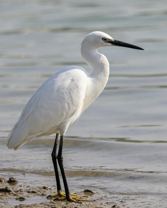 鲤阅自然·书香童行 | 观鸟寻踪亲子阅读体验活动招募中~
