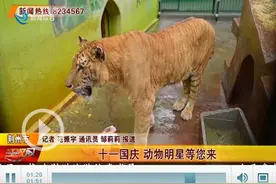 中秋十一双节至 动物明星等您来图片