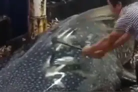 船员铁锤虐打鲸鲨后丟回海里，浙江海警：已控制涉事船只和人员图片