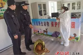 警民携手护生态 江源森林公安成功救助国家“三有”保护动物狍子图片