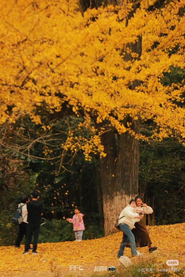 航旅融合 | 抽免费机票，来三明欣赏不一样的初冬景色！
