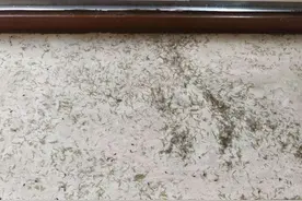 杭州女子一开门，头皮发麻！密密麻麻全部都是白蚁……图片