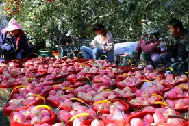 阿克苏市13万余亩苹果成熟上市图片