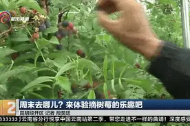 好这口的快冲！昆明这个地方的树莓成熟啦图片