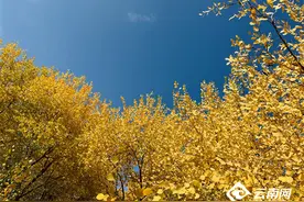 【高清组图】十月胡杨披“金甲”图片