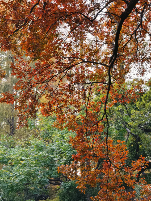 上海，红了！红叶刷屏预警