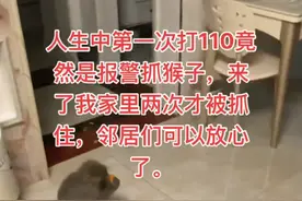 野猴闯27楼住户家吃水果被抓，抓捕人员：曾多次抓捕未果，暂无法判断来源图片