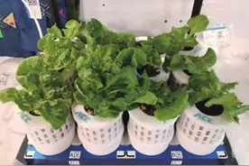 空间站“太空菜园”绿意盎然，既能食用还提供情绪价值图片