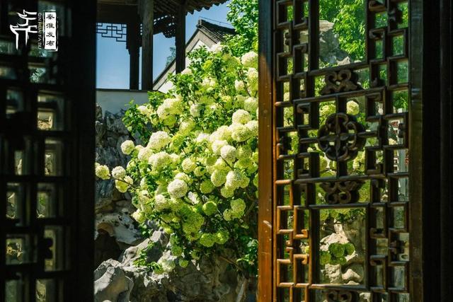 花样秦淮｜绣球花开