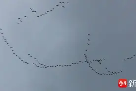 一，人，从，众……南京的大雁开始北飞——图片