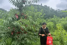 这里的夏天“果”然甜——龙河镇黄桃采摘当时图片
