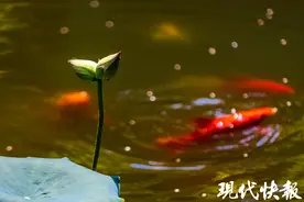 夏日顶流！南京玄武湖并蒂莲登场图片