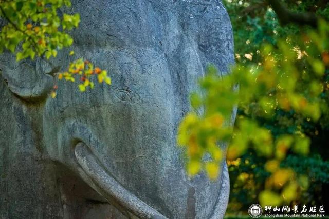 南京梧桐大道限定“皮肤”上线 ， 出片机位再升级