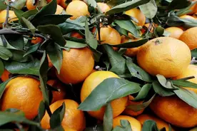 突然火了，发霉橘子卖500多元一个？网友：我直接扔了！医生提醒图片