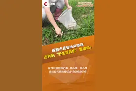 C视频·民情丨成都市民蜂拥前往湿地公园采蘑菇，这样的“野生菌自由”靠谱吗？图片