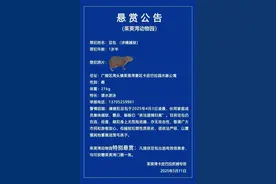 出逃两个月，悬赏逐步升级……如今主动归来！还胖了一斤图片