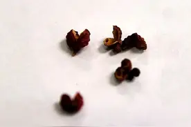 改善便秘、缓解感冒……一把花椒养生用处真不少！图片