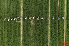 小满：万物始茂 盈而未满图片