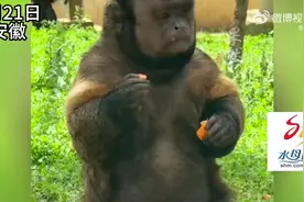 合肥网红方脸猴大壮去世 动物园：大壮的妻儿都还在园区视频封面
