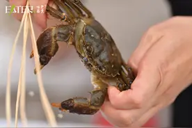 蟹卡未用竟能退款！“味觉籍贯”率先作出卡券消费保护承诺图片