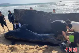 一受伤鲸鱼在三亚海滩搁浅 救援人员将24小时轮流看护图片