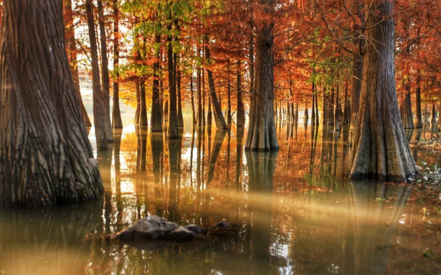 一眼心动的绝美“小森林”，在伦教找到了！