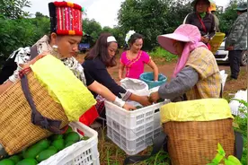 丰收新图景｜洋货变土产 国产牛油果大量上市图片