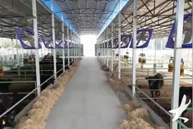 每斤上百元，小村养起了“贵族”牛图片