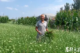 1.2万亩韭菜田，年产值超亿元！小镇韭菜长出大产业图片