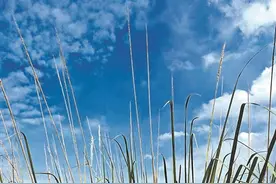 后空翻与生存之道图片