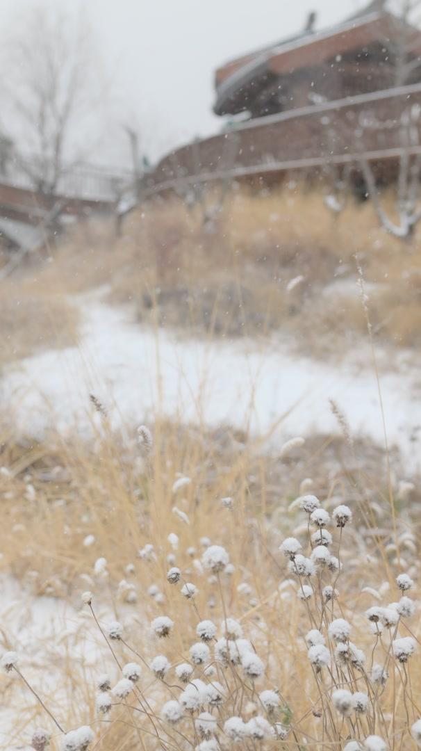 清河之洲，在河之洲看雪景！