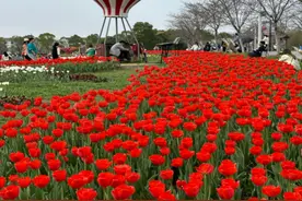 “金卉花海·古驿桃霞”湖北孝感市孝南区邀您共赴春日之约图片