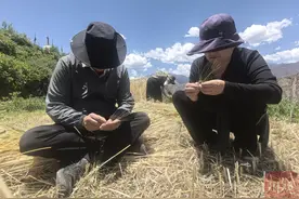 田野来讯丨在“高原江南”上，“唤醒”古老麦种图片