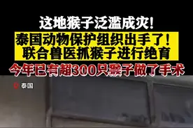泰国这地猴子泛滥成灾 超300只猴子被抓去做绝育图片