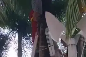 好悬！为一口椰子，77岁“老顽童”倒挂树上2小时？图片