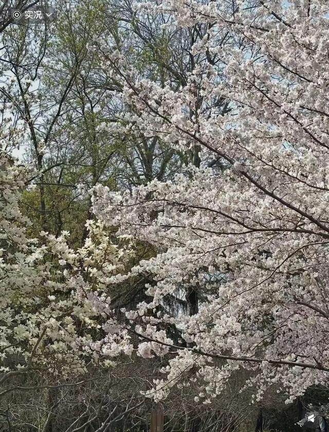 郑州8个春日花海来了，全部免费！