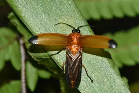 萤火虫最初为什么发光？西湖大学研究：或不是为了说“我有毒”图片