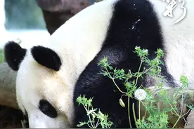 国际生物多样性日丨世界因多样而精彩图片