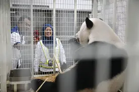 （国际·图文互动）大熊猫“谊谊”和“升谊”从马来西亚回国图片